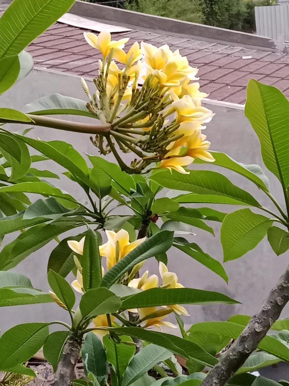 Spring, Day, Garden, Garden view