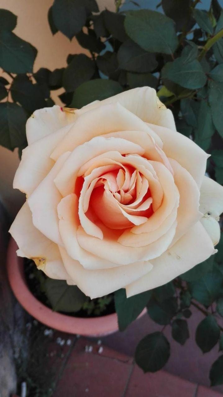 Casa Ofelia House in Levanto