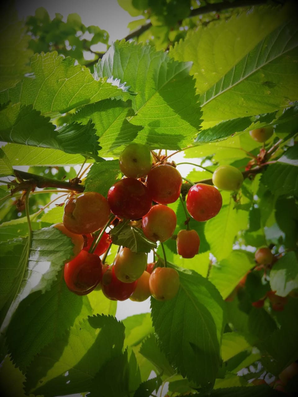 Garden, Food