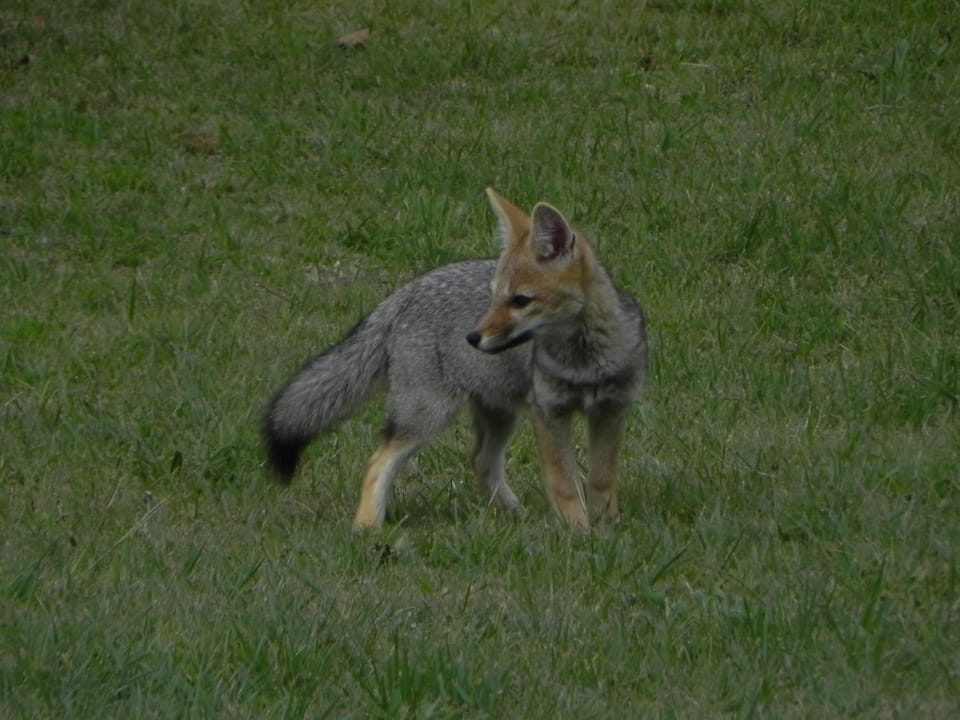 Off site, Garden, Animals
