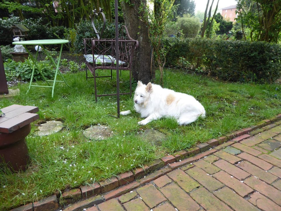 Garden, Pets, Garden view