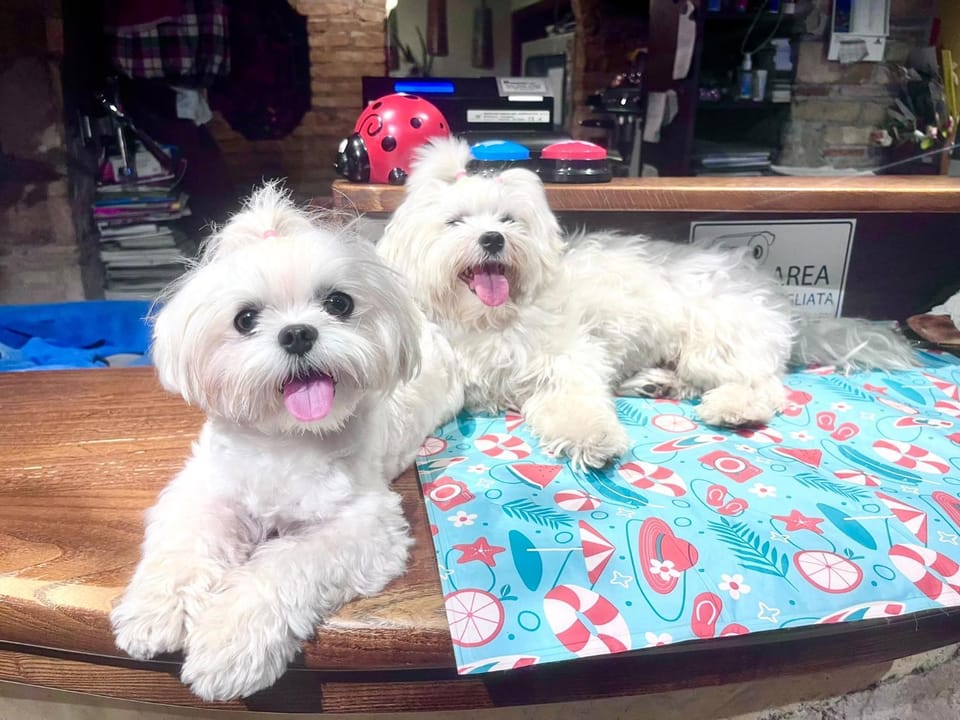 Animals, pet friendly, pet friendly