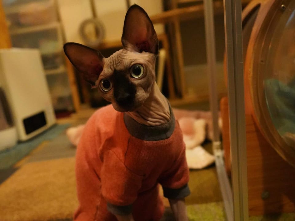 Pets