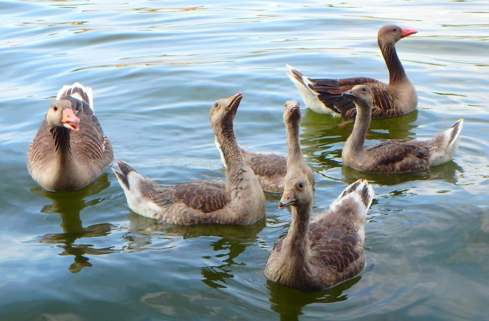 Animals, Lake view