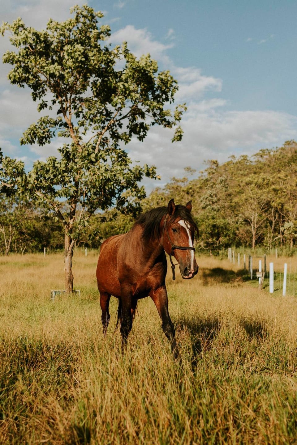Animals