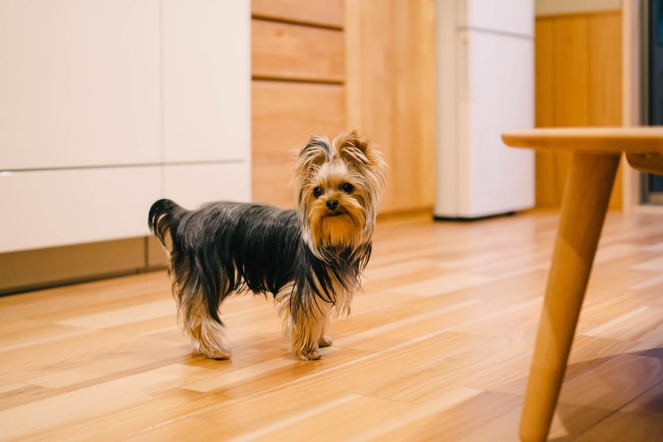 pet friendly, pet friendly