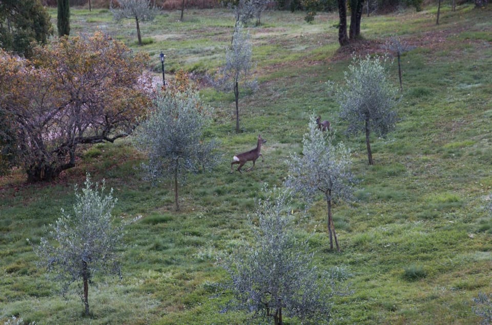 Podere Piandicava Apartment in Tuscany