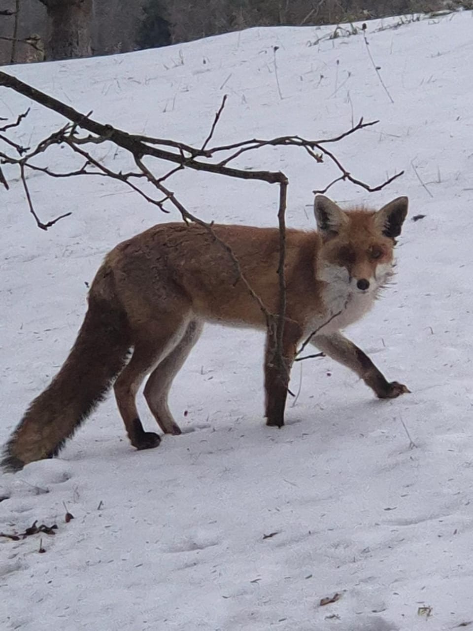 Winter, Animals