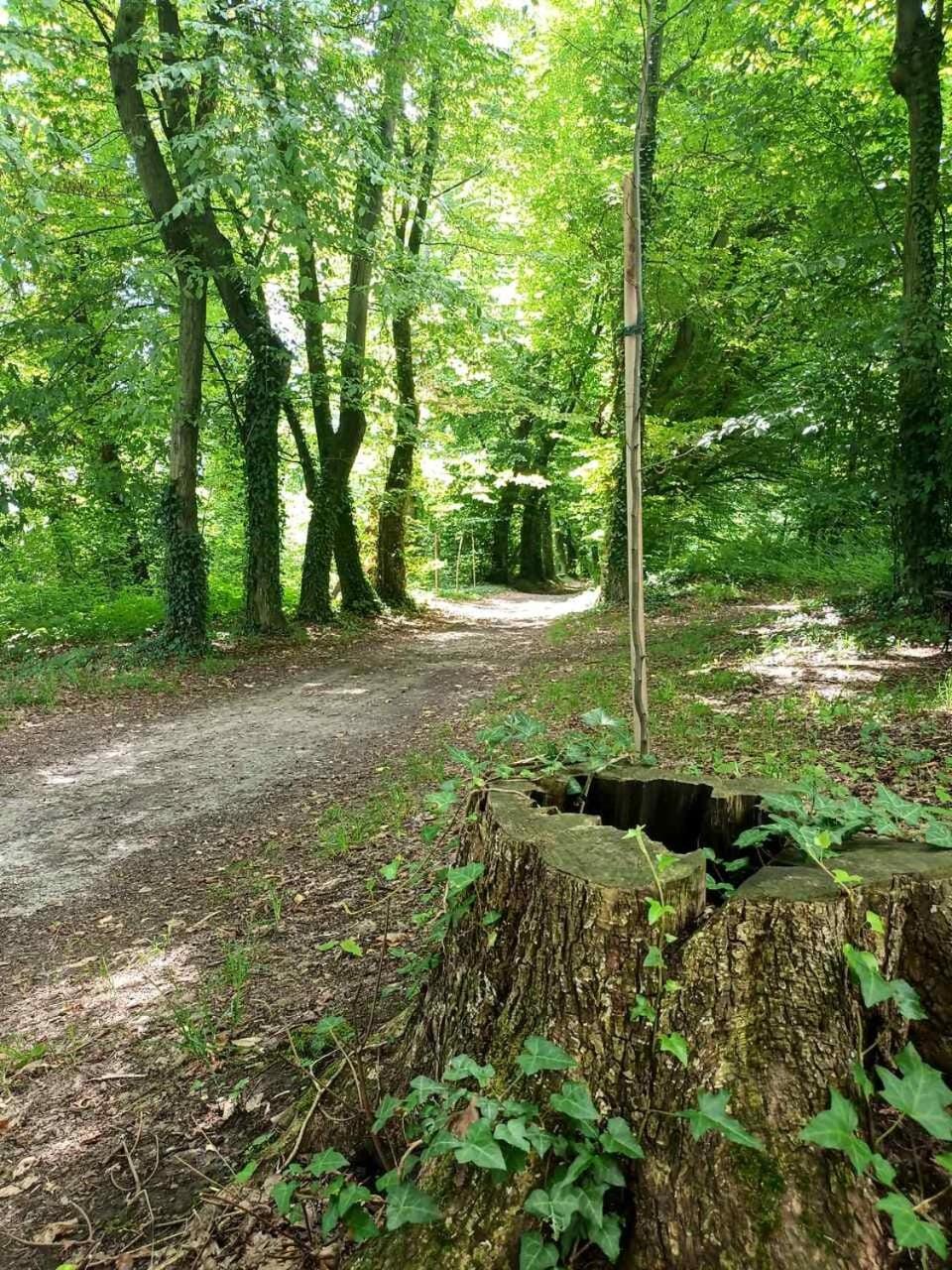 Natural landscape, Garden