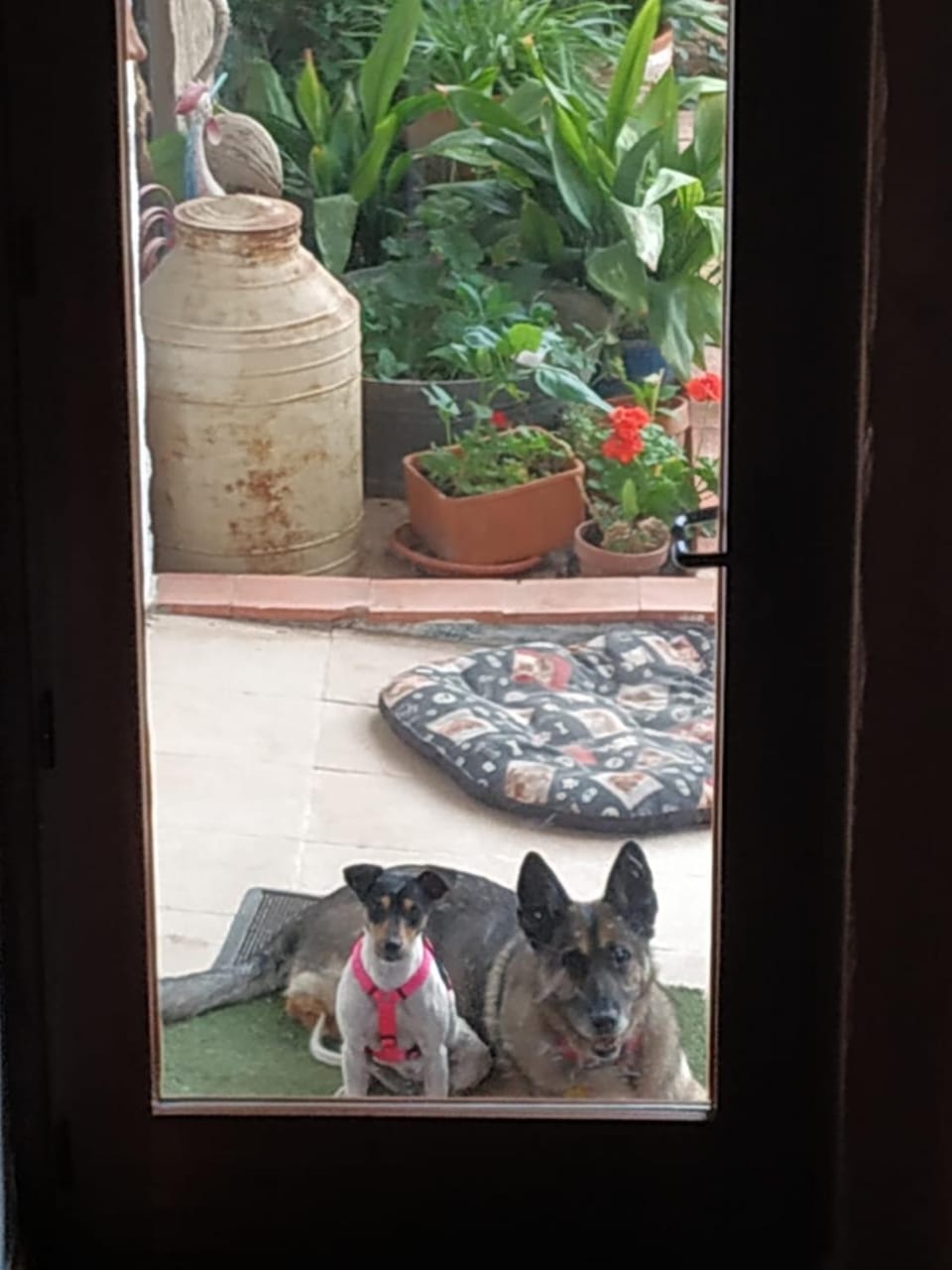 Pets