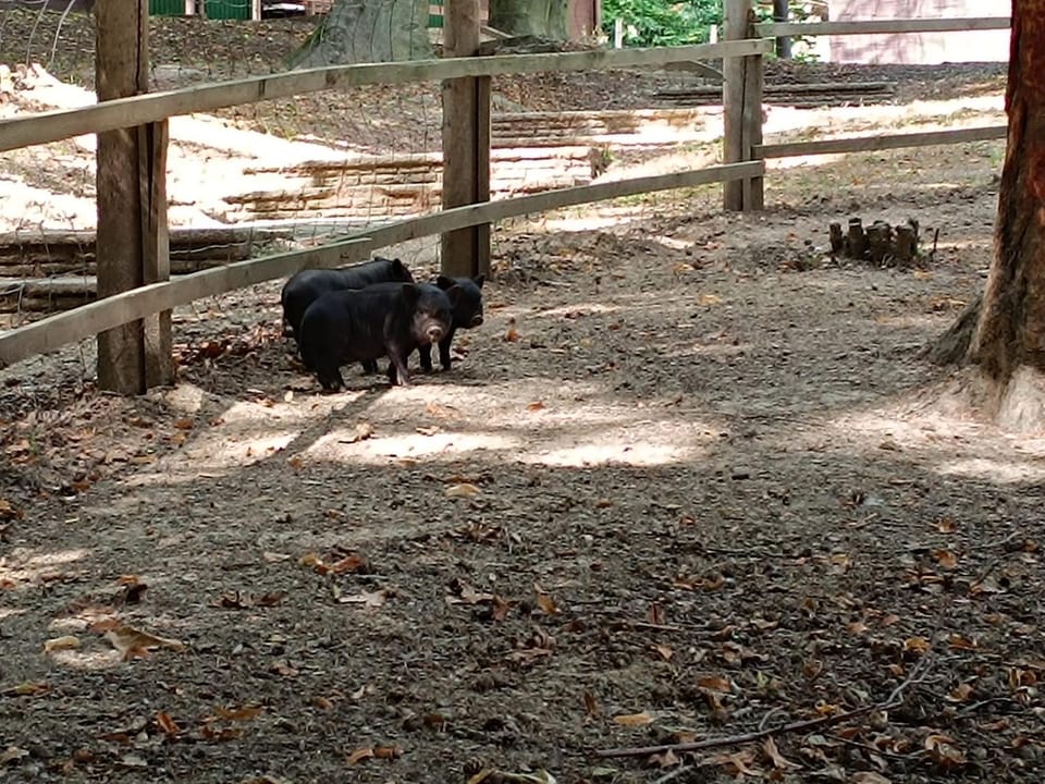 Animals