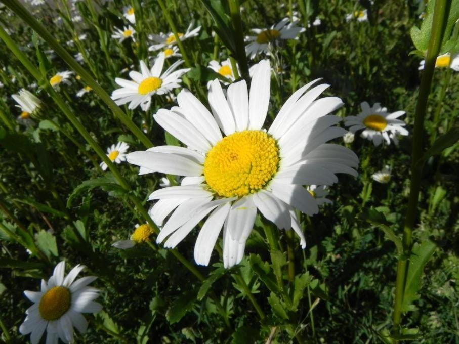 Haus Nordlicht Ferienwohnung *Bi a Maln* Apartment in Nordfriesland