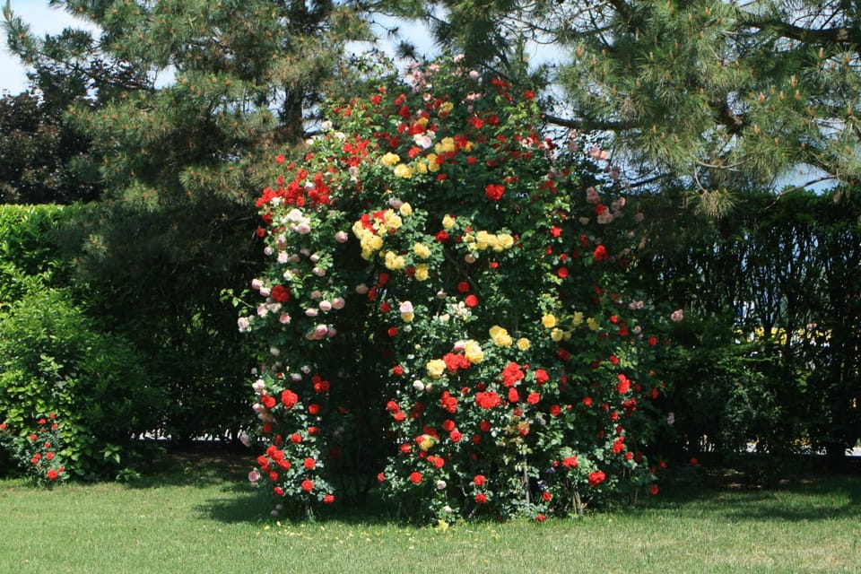 Spring, Garden
