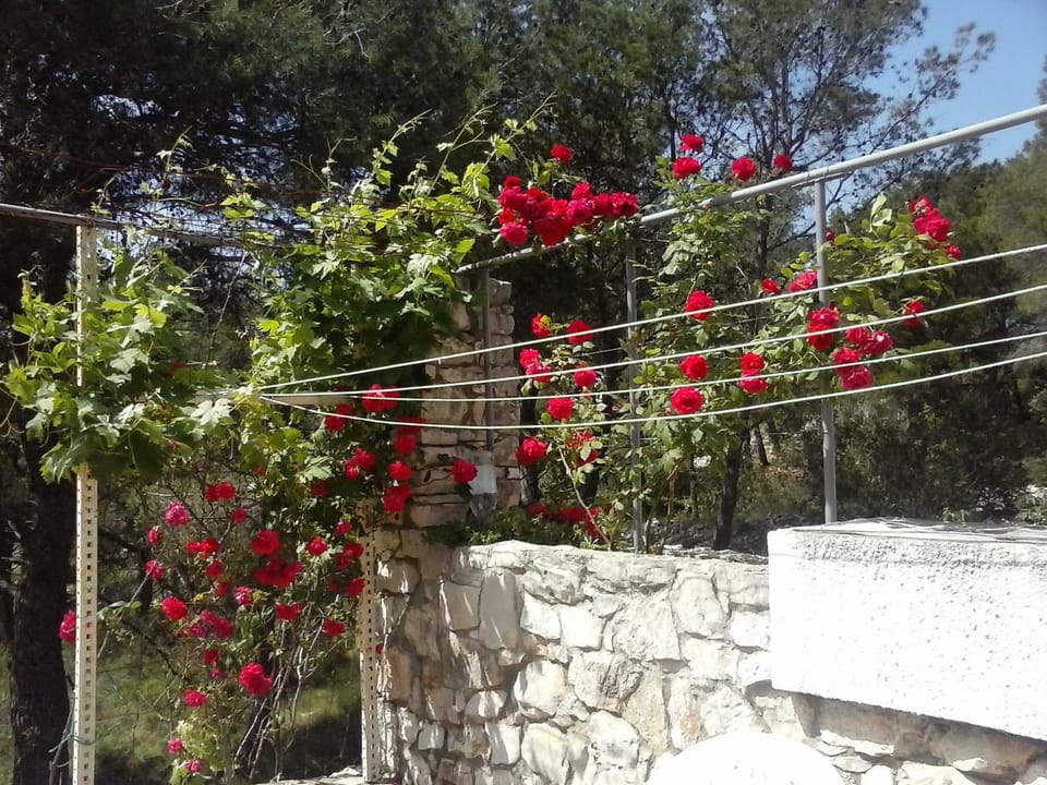 Balcony/Terrace, Garden view