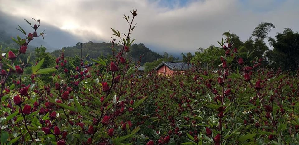 Fengnan Tianzhuang Homestay Vacation rental in Taiwan, Province of China
