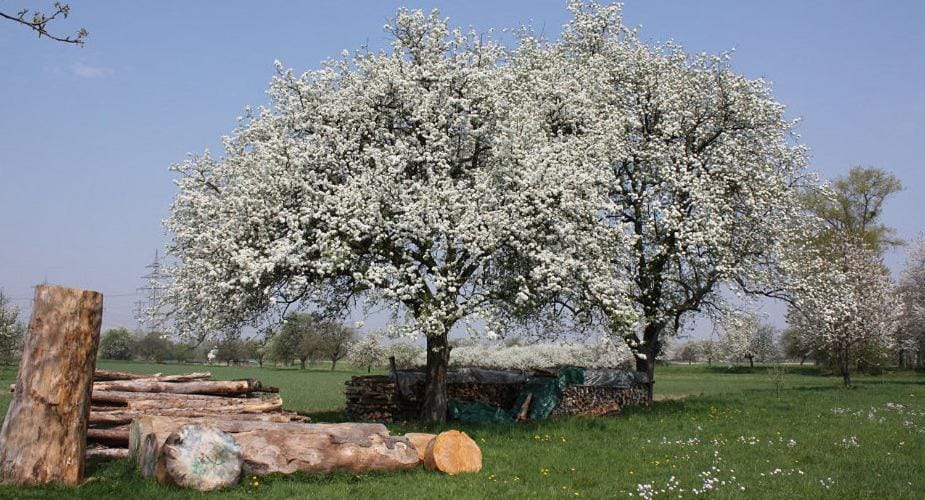 Natural landscape