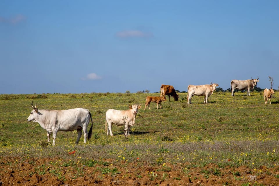 Day, Animals