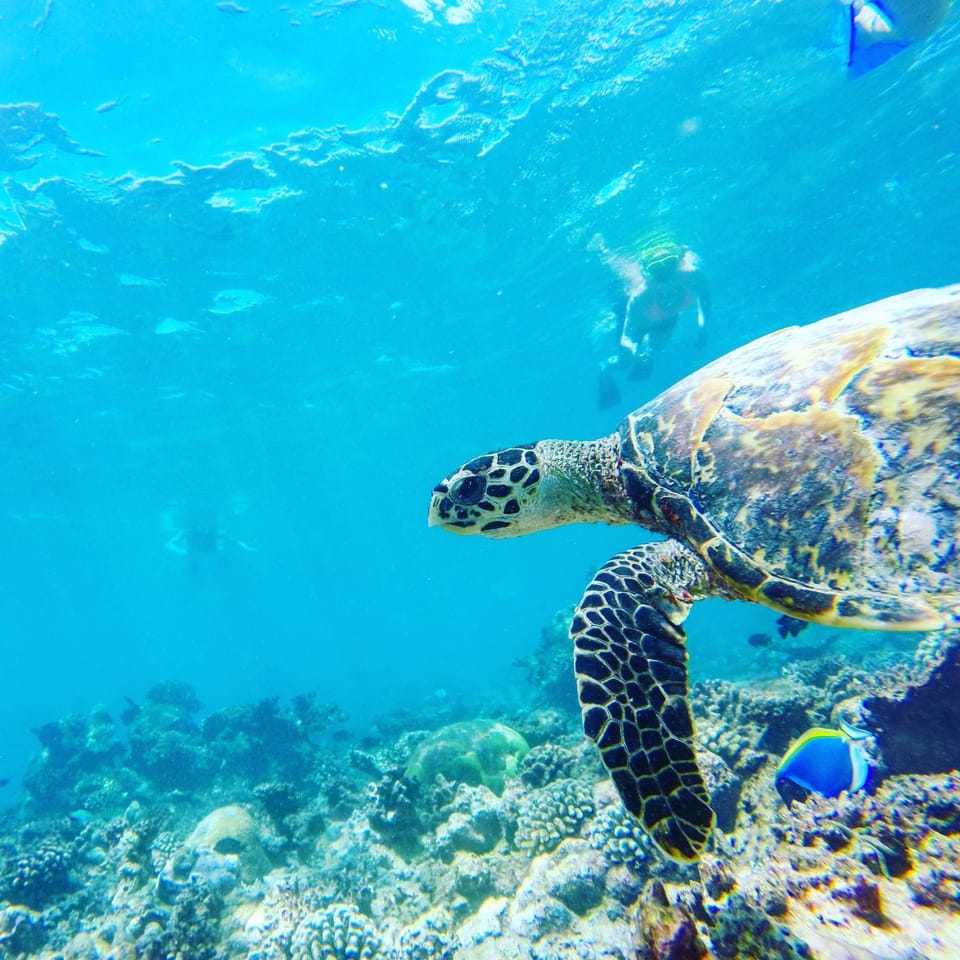 Off site, Summer, Snorkeling