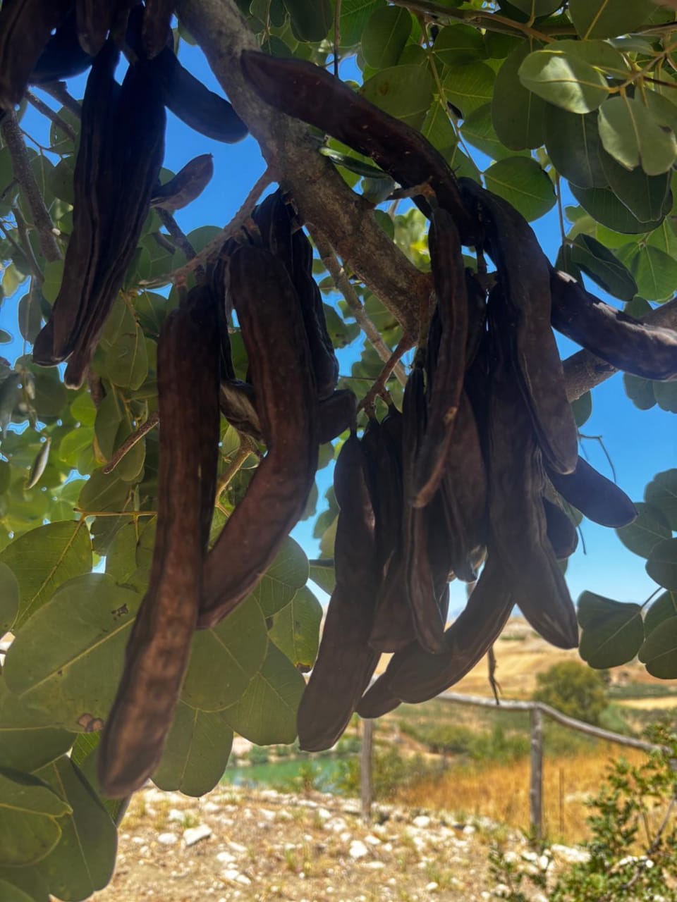 Ciuci's Manor Farm Stay in Sicily