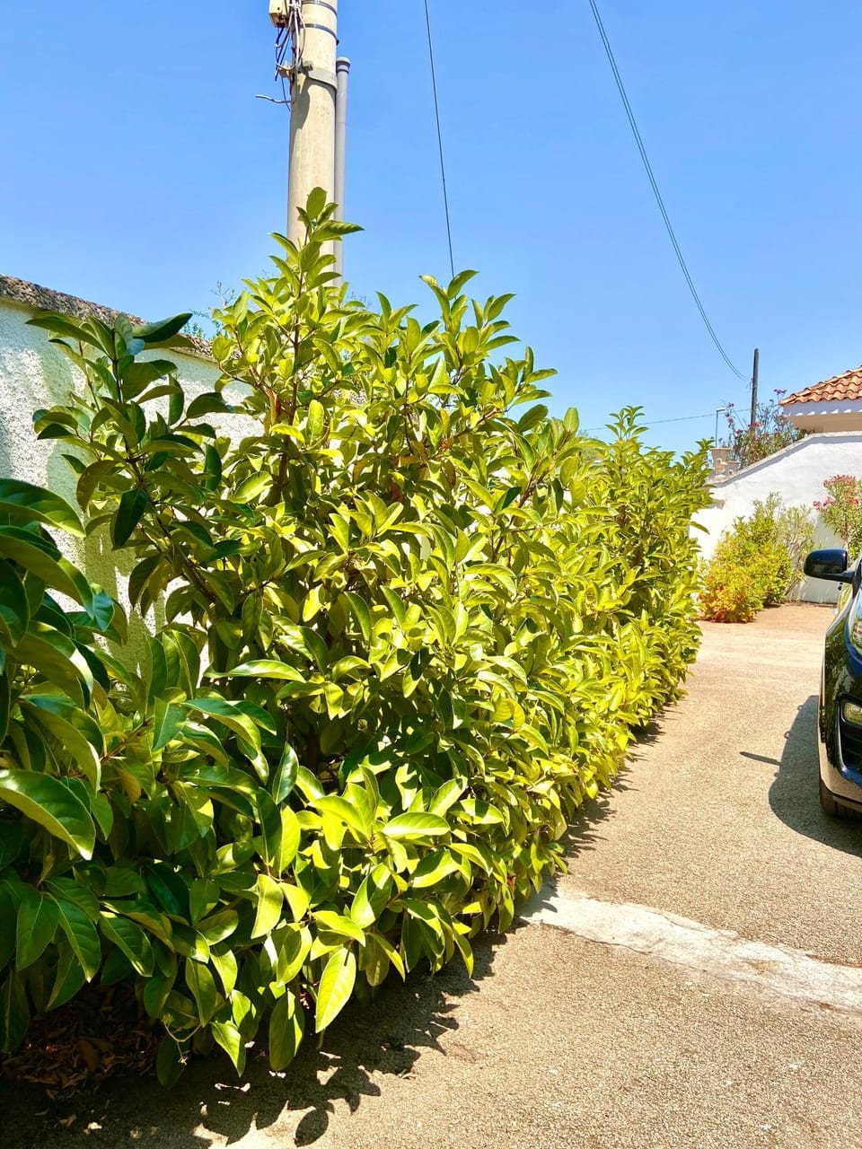Day, Garden view, Parking