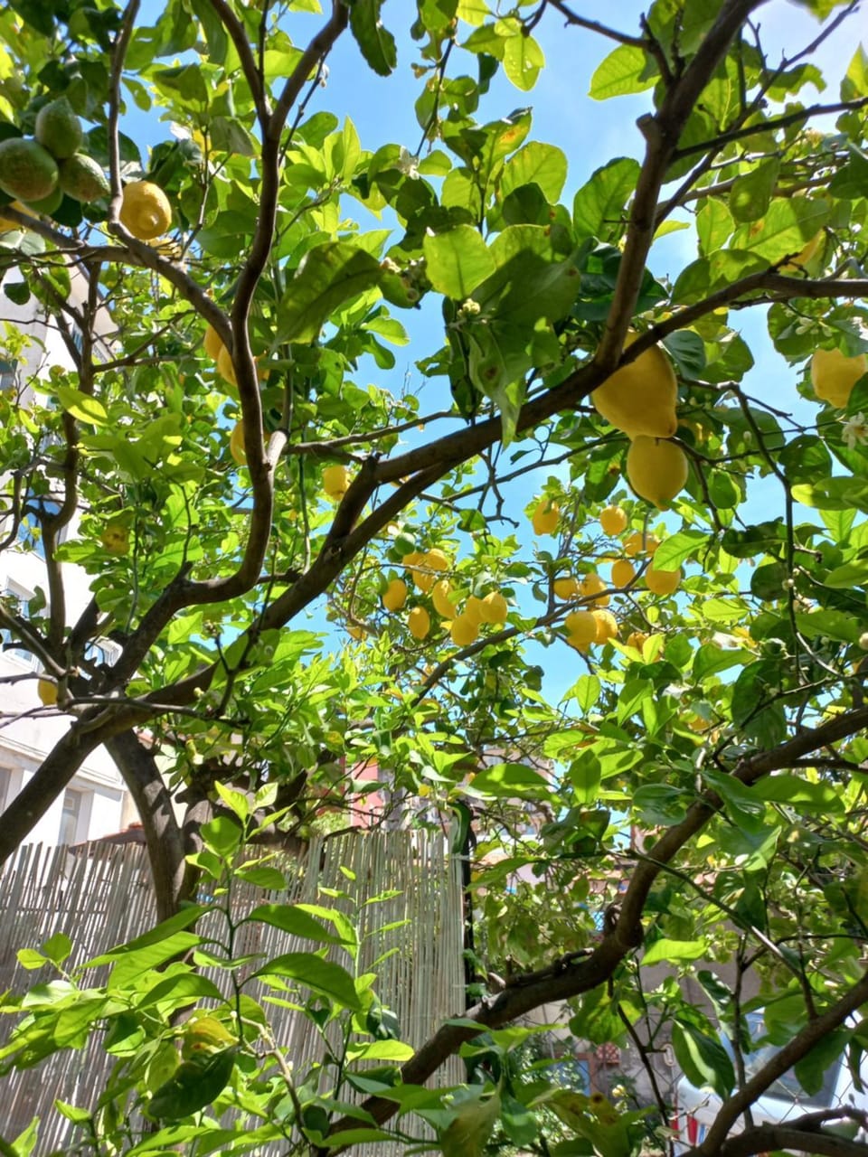 Villino Michel Villa in Torre Annunziata