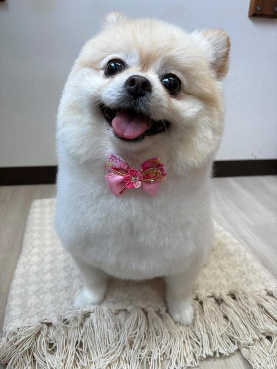 Pets