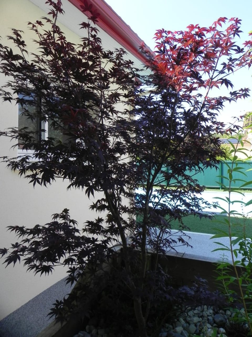 Patio, Garden