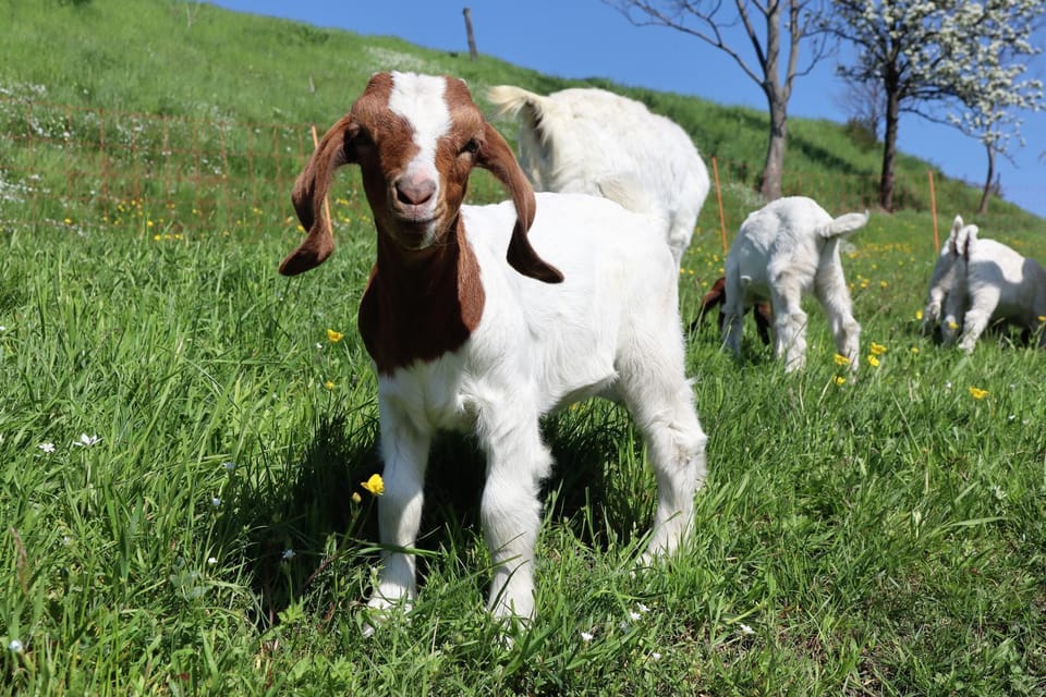 Spring, Animals