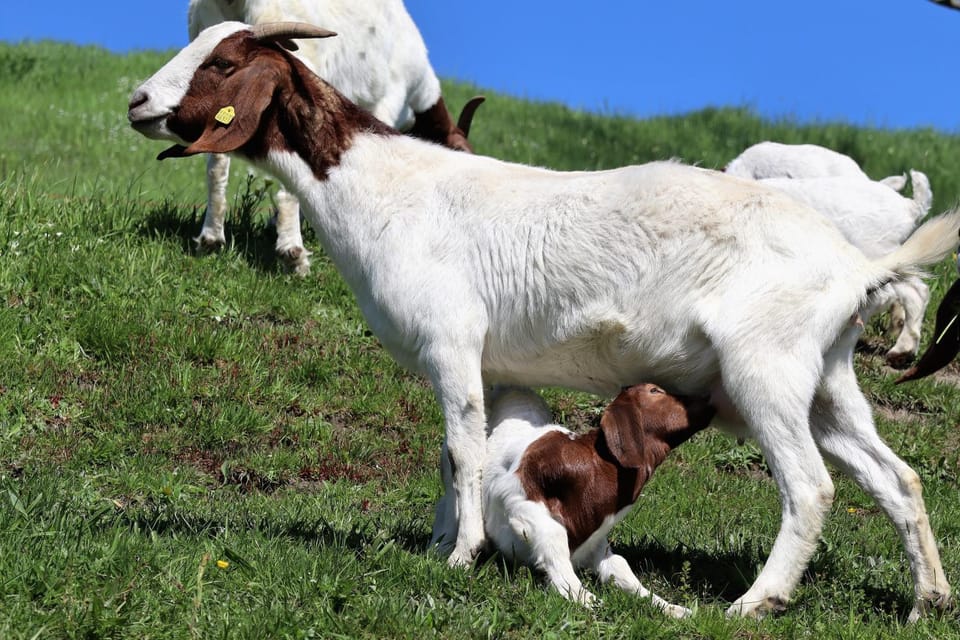 Spring, Day, Animals