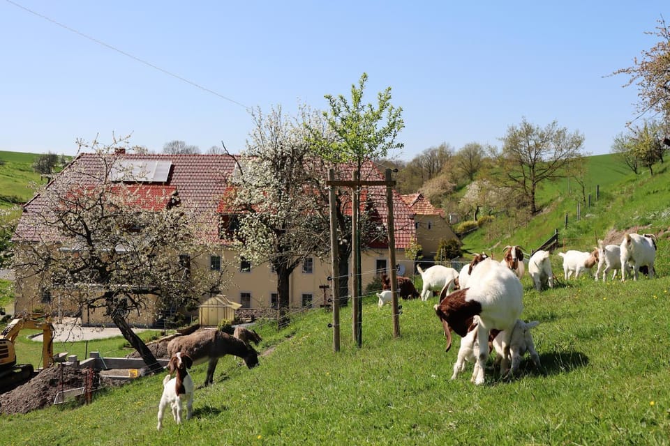 Property building, Spring, Day, Animals