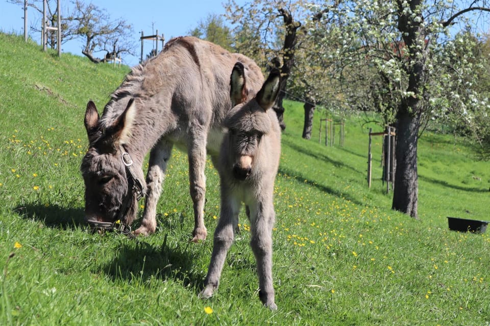 Spring, Day, Animals
