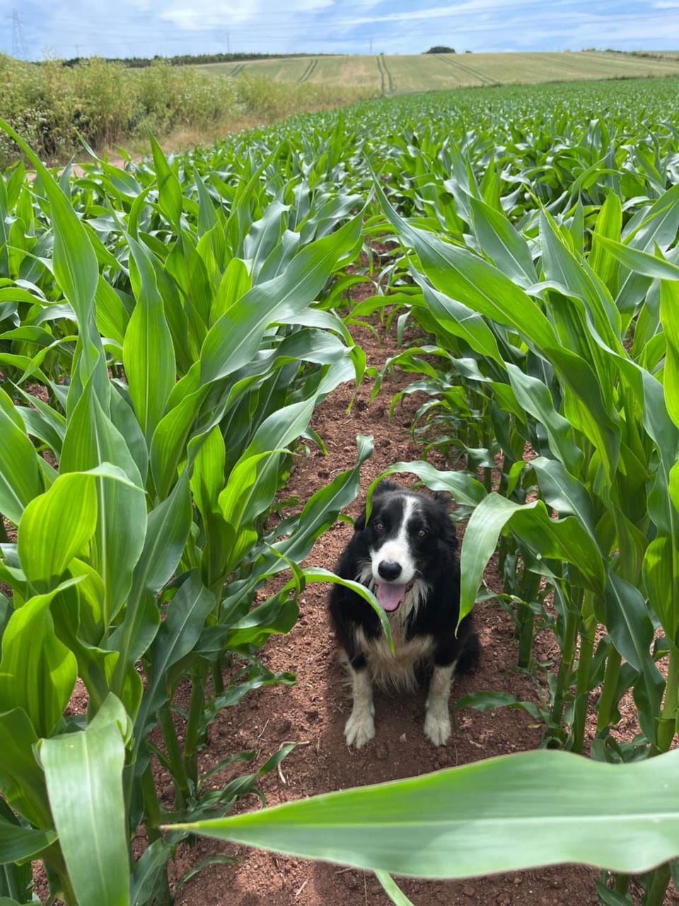 Lower Thornton Farm Farm Stay in Teignbridge