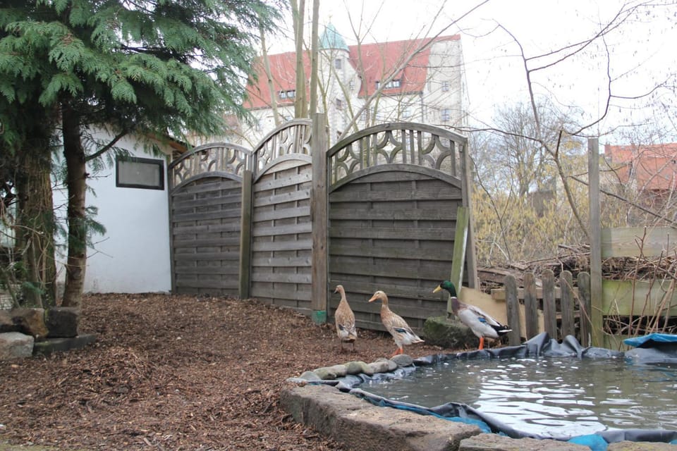 Spring, Pets