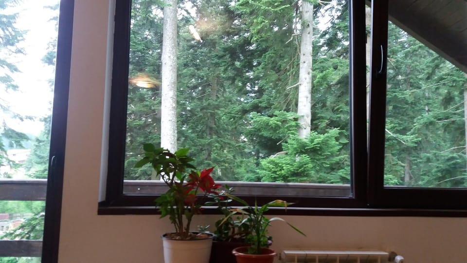 Green Forest Apartments Apartment in Prahova, Romania
