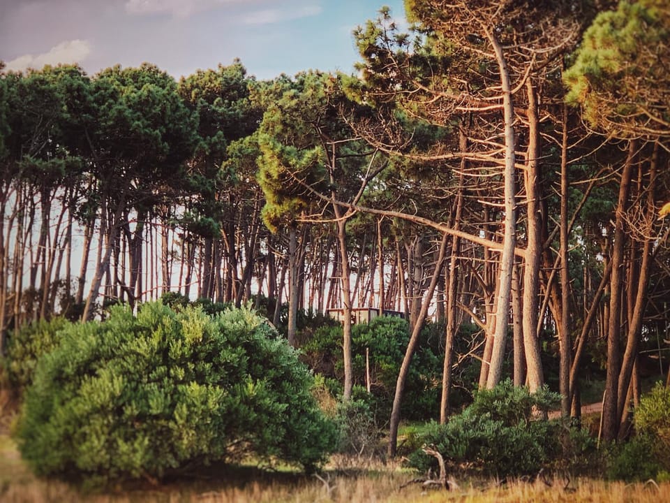 Natural landscape