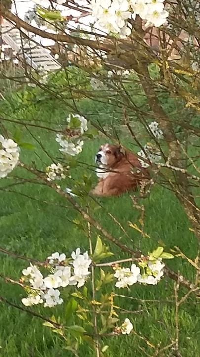 Garden, On site, Pets, Pets, Pets