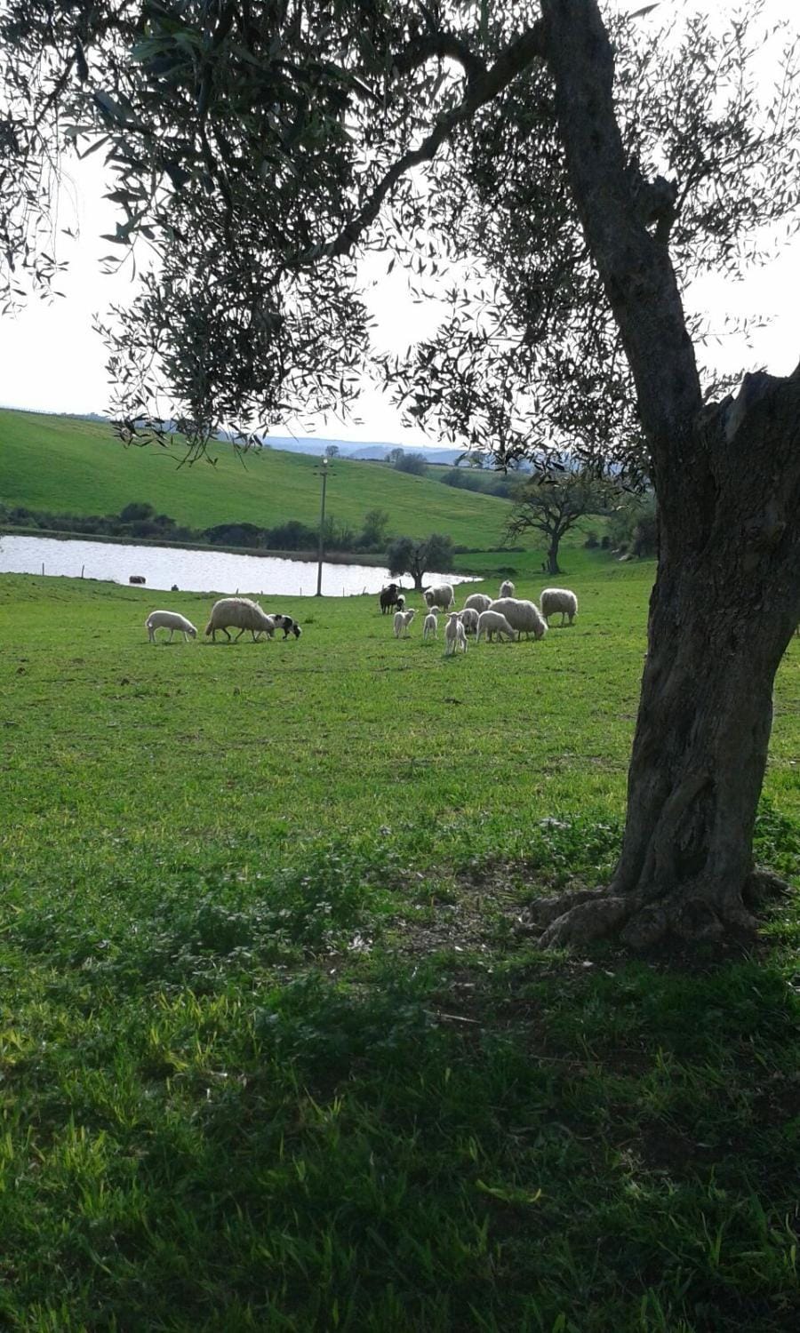 Poggio Moretto Farm Stay in Tuscany
