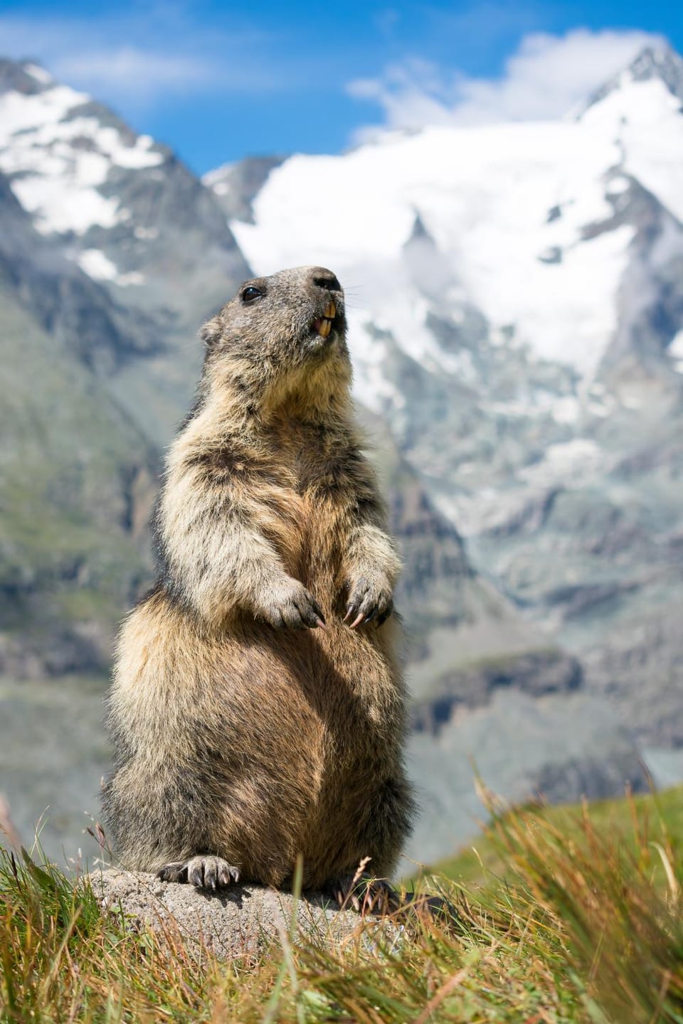 Animals, Mountain view