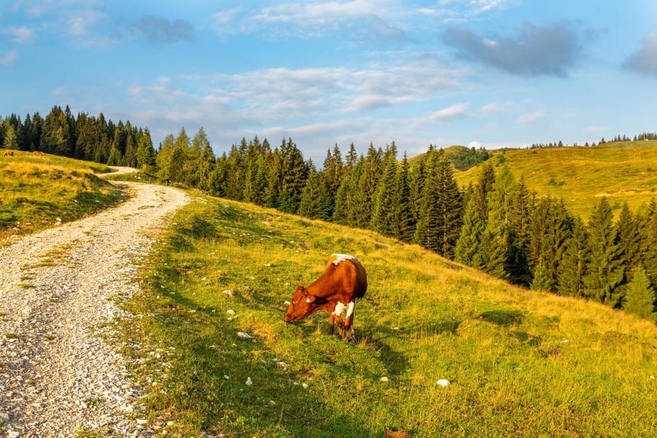Natural landscape, Animals
