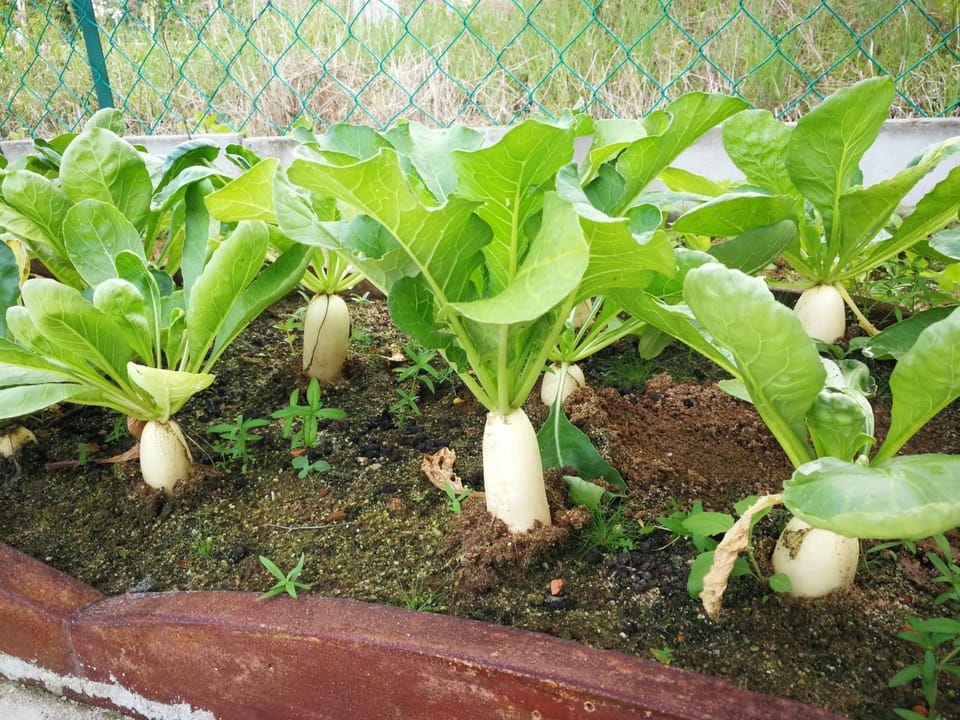 Garden