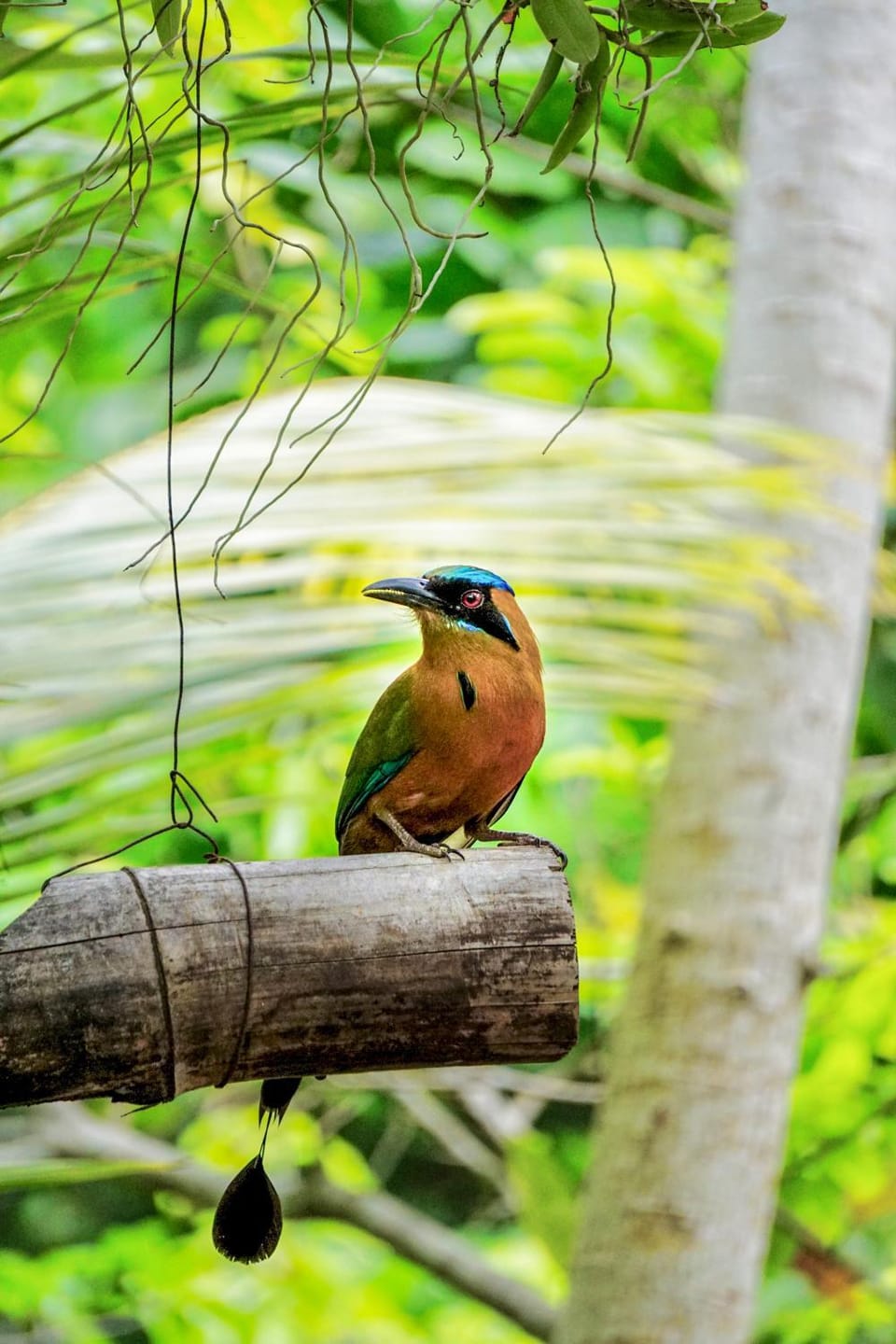 Day, Natural landscape, Animals
