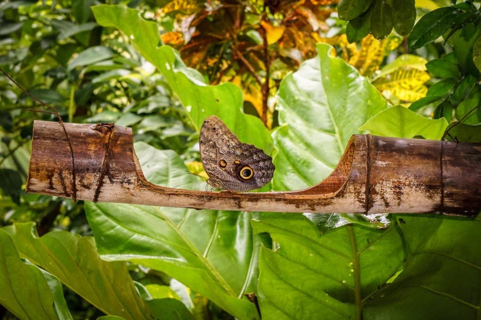 Day, Natural landscape, Animals