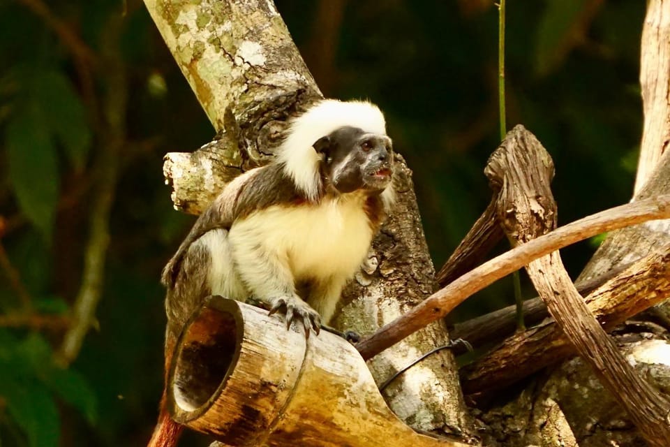 Natural landscape, Animals
