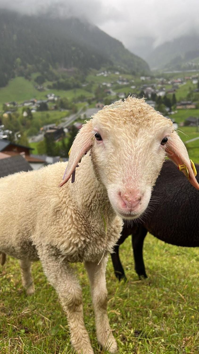 Alpenpension Maderer Bed and Breakfast in Vorarlberg, Austria