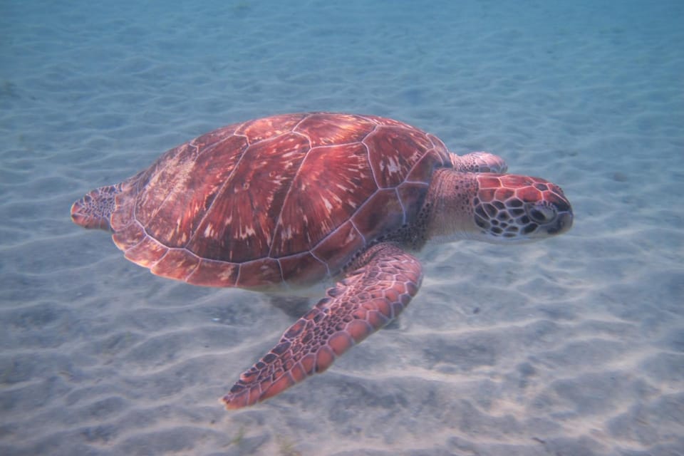 Snorkeling, Diving, Animals