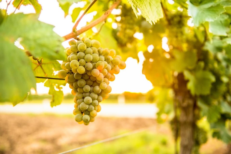 Penzion Pumpion Bed and Breakfast in South Moravian Region