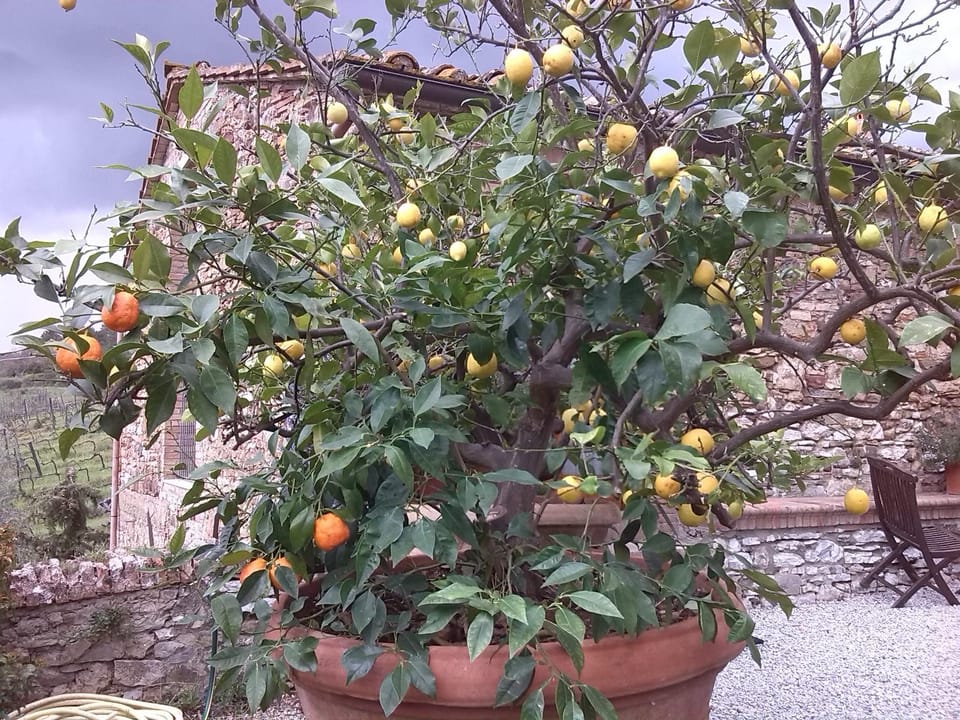 Garden view