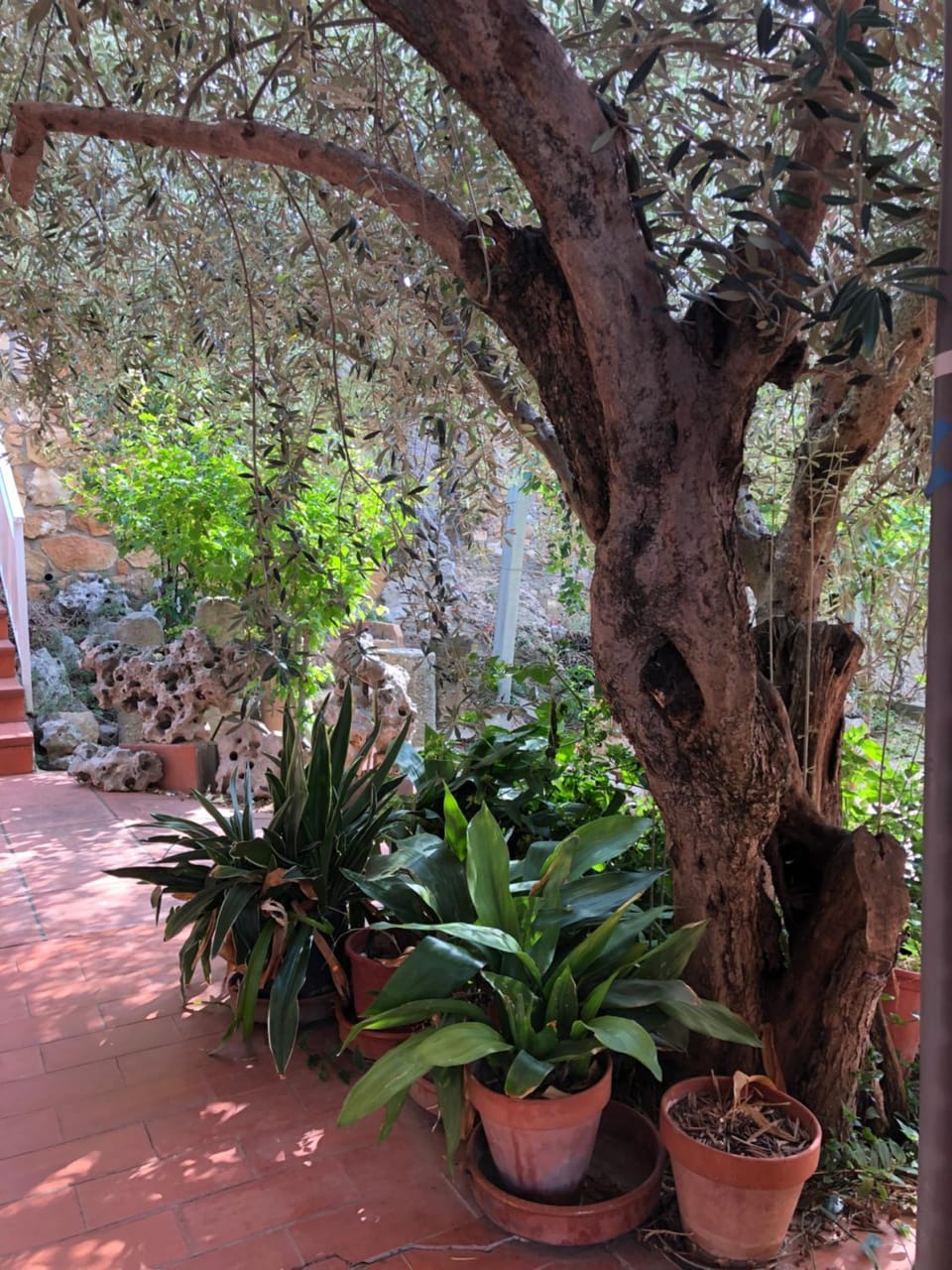 Natural landscape, Garden, Garden