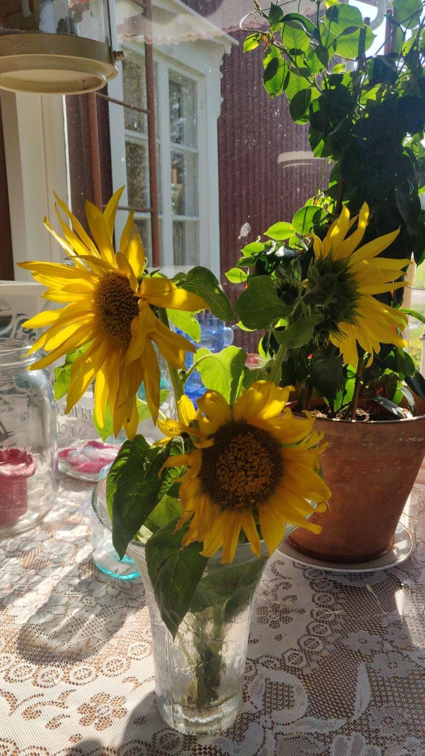 Olo Tila Bed and Breakfast in Finland
