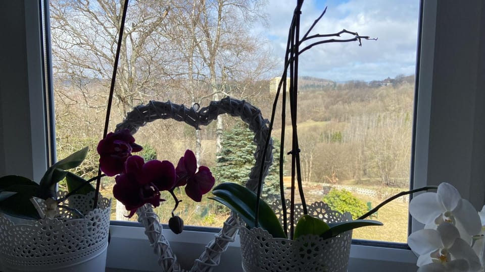 Natural landscape, Garden view, kitchen